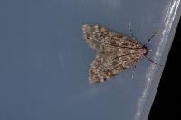 Scoparia ambigualis