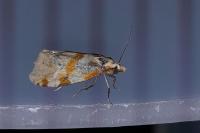 Aethes cnicana