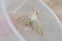Mythimna pudorina