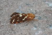 Phymatopus hecta