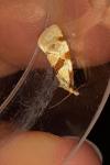 Aethes cnicana