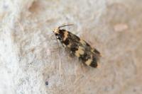 Oegoconia caradjai