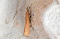 Pediasia luteella