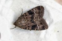 Amphipyra pyramidea