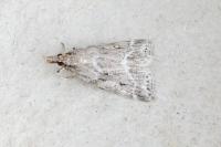 Eudonia pallida