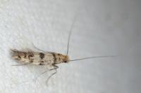 Tinea
