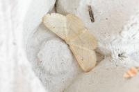 Idaea straminata