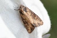 Mesapamea secalis/secalella