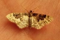 Idaea rusticata