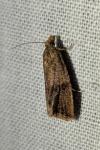 Endothenia ericetana