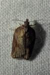 Acleris hastiana