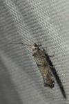 Paraswammerdamia