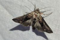 Abrostola triplasia