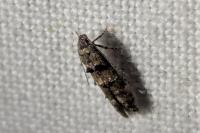 Sorhagenia