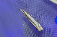 Crambus pascuella