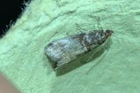 Acrobasis advenella
