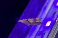 Eucosma conterminana