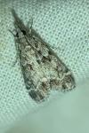 Eudonia mercurella