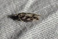 Parachronistis albiceps
