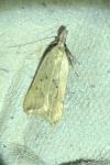 Dichomeris limosella