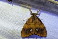 Orgyia antiqua