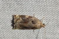 Archips crataegana