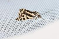 Emmelia trabealis