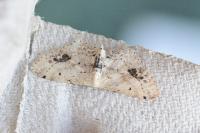 Idaea dimidiata