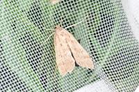 Parapoynx stratiotata
