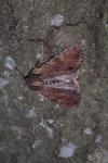 Apamea crenata