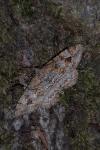 Alcis repandata