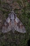 Hyloicus pinastri