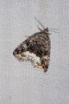Deltote pygarga