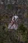 Hyppa rectilinea