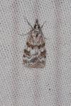 Scoparia pyralella