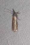 Crambus lathoniellus