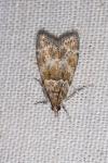 Eudonia mercurella
