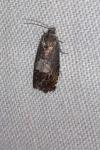 Cydia splendana