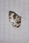 Epirrhoe rivata