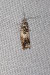 Epinotia subocellana