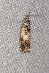 Epinotia subocellana