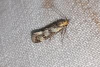 Denisia stipella