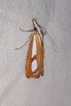 Catoptria permutatellus/myella/osthelderi