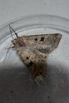 Diarsia mendica