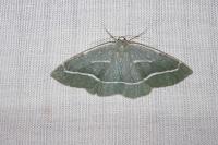 Hylaea fasciaria