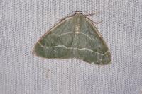 Hylaea fasciaria