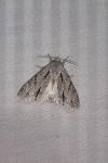 Acronicta psi/tridens