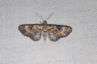 Eupithecia linariata