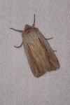 Leucania comma