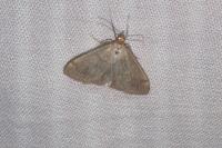 Anania fuscalis